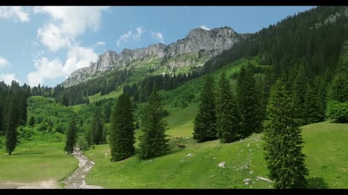 Vue par Drone sur la verdure et les Alpes