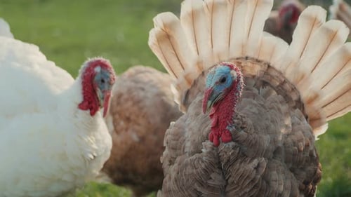 In the foreground are two beautiful turkeys, one white and one brown. Close-up video of turkeys