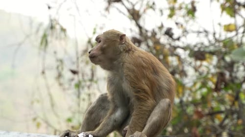A monkey is eating by the roadside.