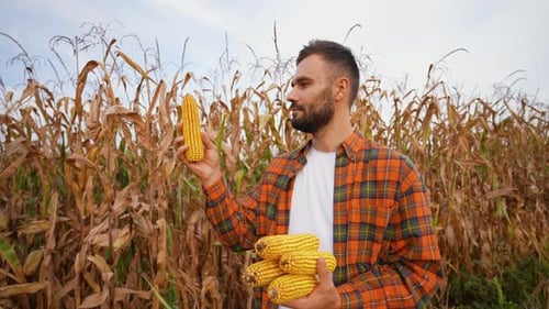 Farmer Inspecting Corn During Harvest in a Golden Field