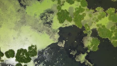 Environmental conservation area showing fragile wetland ecosystem