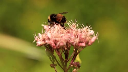 A wild bee gathers a pink flower on a sunny day.