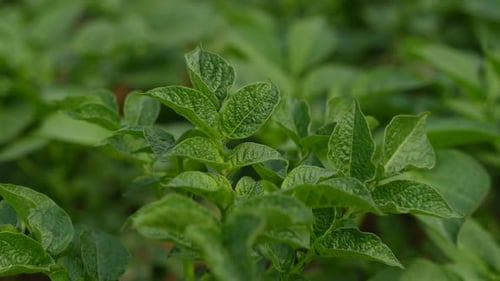 Vibrant Green Potato Plants Growing in Field