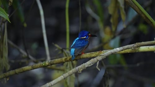 Blue-eared Kingfisher Resting On The Plant At Shaded Forest Stream. - closeup shot