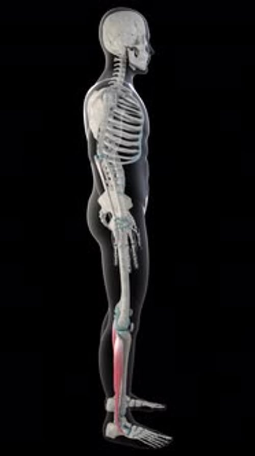3D Human Skeleton Rotation with Lower Leg Muscle Highlight