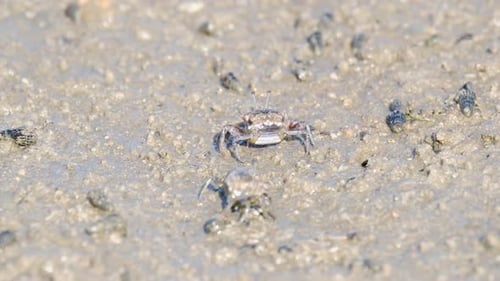 Geigenkrabben laufen am Sandstrand und essen. Gruppe von Geisterkrabben in einem schlammigen Feuchtgebiet