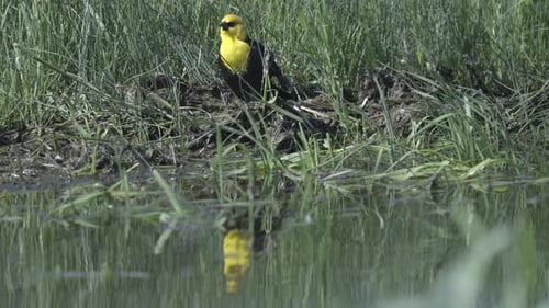 Yellow-headed blackbird (Xanthocephalus xanthocephalus) at water edge with reflection in water.