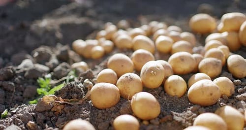 Fresh Potatoes of Soil in Farmland with Sunlight