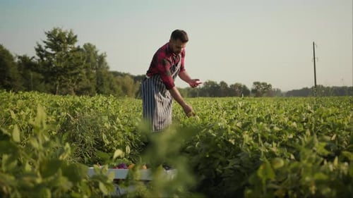 Young Farmer Uses a Phone on a Field Agronomist Activity Nature Agriculture Computer Digital Natural