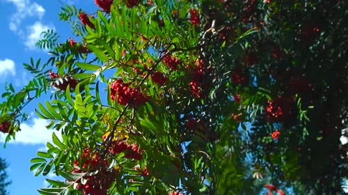 Fruits
rouges mûrs de sorbier ou de sorbier sur des branches d'arbres vertes luxuriantes. Ciel bleu, ensoleillé.
