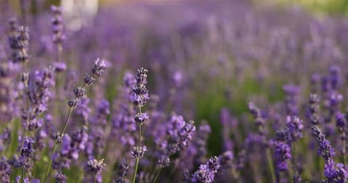 Schöne blühende Lavendelblüten, die auf dem Feld wachsen, Nahaufnahme