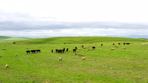 4k drone of a herd of sheep and cows on a field
