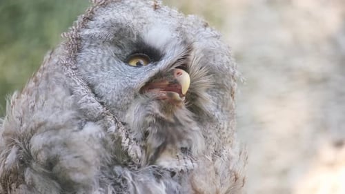 Close Up View of Owl with Feathers