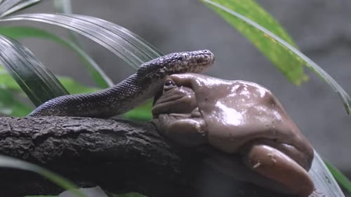 Weißer Laubfrosch auf einem Ast mit der Savu-Inselpython, die sich in ihrem Lebensraum umschaut. - Nahaufnahme, langsam