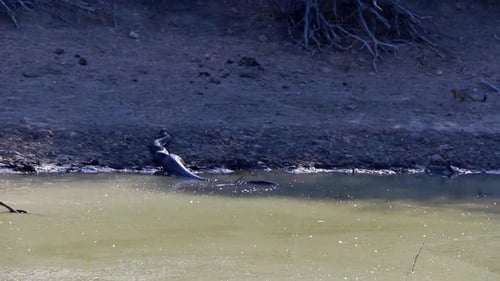 Una pitón de roca africana muy grande en estado salvaje, que acaba de comerse un antílope pequeño.