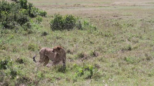 Cheetah walking