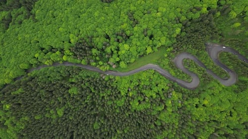 Über den grünen Wald fliegen