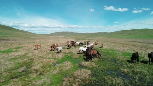 Luftaufnahme einer Pferdeherde, die langsam auf der Endless Green Meadow galoppiert. Drohne folgt dem