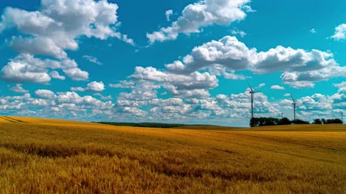 Wheat Field with Moving Clouds Timelapse Agriculture Time Lapse Ears of Golden Wheat on Fertile Soil