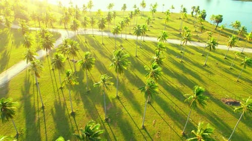 Amazing scenery above coconut plantation