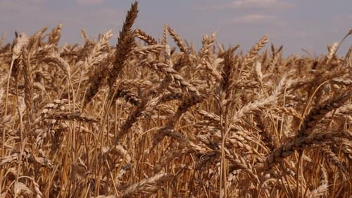 Closeup of Golden Ripe Wheat in a Field in Summer Agricultural Culture