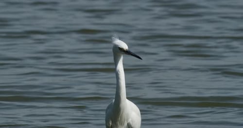 Elegant White Egret Wades in Rippling Water