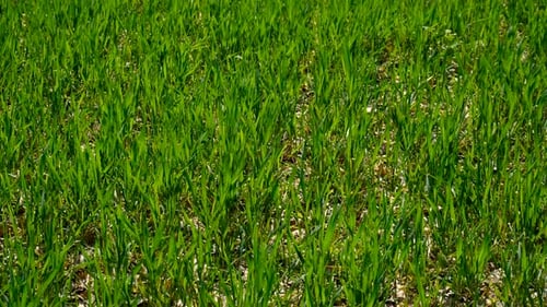 Sprouts of Green Wheat or Rye on the Field