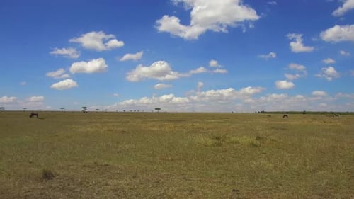 Травоядные животные, пасущиеся в саванне национального заповедника Масаи-Мара на закате в Африке