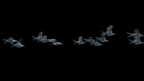 Flying Flock of Crows with Alpha Channel Seamless Loop