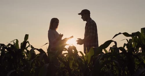 Two Male and Female Farmers They Work in the Field of Corn at Sunset Use a Tablet