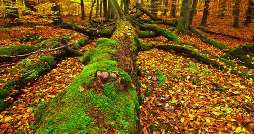 Blick auf den inneren Wald im Herbst mit Moos und Blättern.