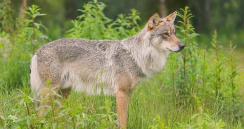 Wolf Standing Alert in Green Meadow