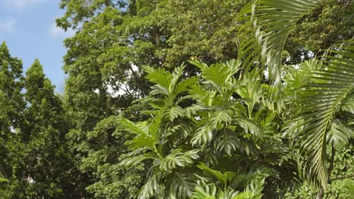 Breadfruit (Artocarpus camansi) tree growing in Guadeloupe