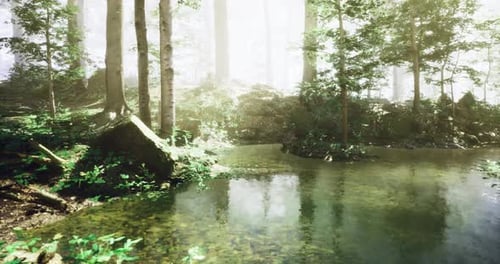 Serene Forest Landscape with a Calm Pond Surrounded By Lush Greenery