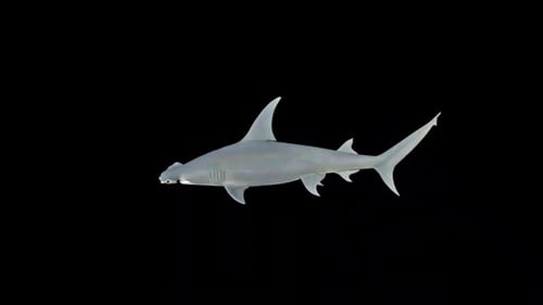 3D Animated Hammerhead Shark Swimming Loop