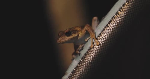 Small Tropical Frog Clinging in the Dark