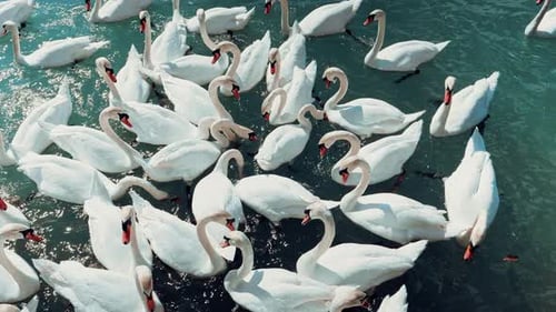 Swans are swimming by on a beautiful turquoise lake. Impressive nature.