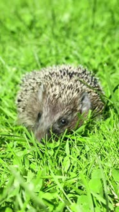 Hedgehog Walking Through Fresh Green Grass Outdoors