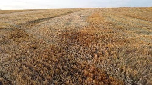 Field Yellow Dry Stems From Mowed Harvested Wheat