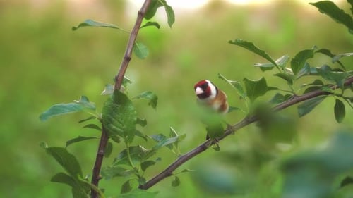 Männlicher Stieglitz sitzt auf dem Ast des blühenden Baumes. Wunderschöner, bunter Vogel.