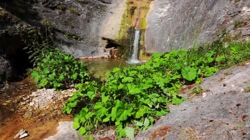 View of a waterfall in the mountains with big leaf plants surrounding it