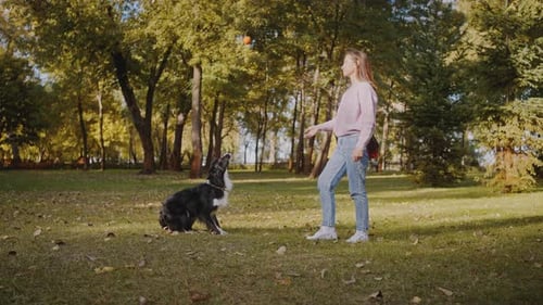 Female Engages with Dog By Tossing Ball on Grass in Park