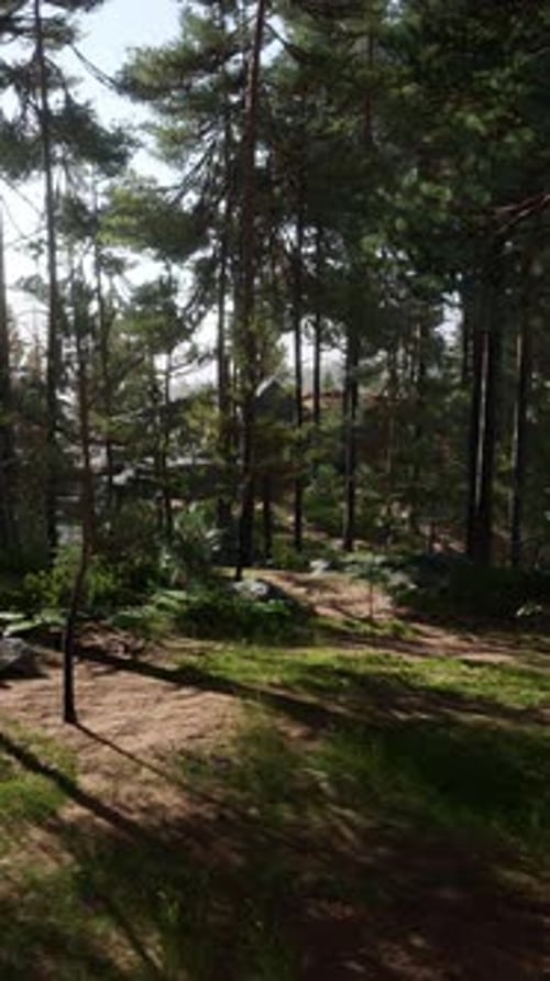 Beautiful Remote Evergreen Forest in Mountain