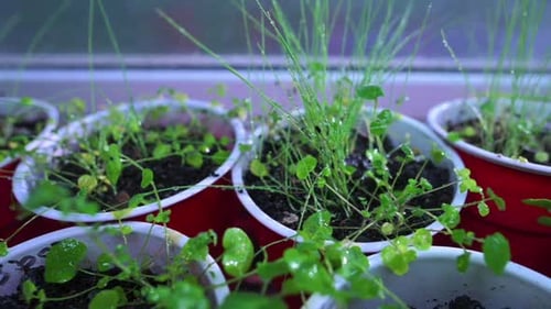 Wet Growing Herb Plant Seedlings In Red Cups During Rainy Day. - Close Up