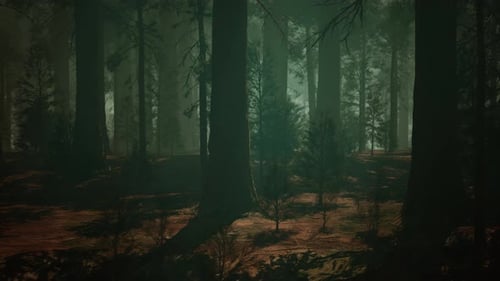 Majestic Sequoia Forest With Towering Trees Dark Forest