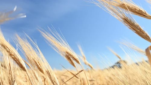 Golden Wheat Field Swaying in the Breeze