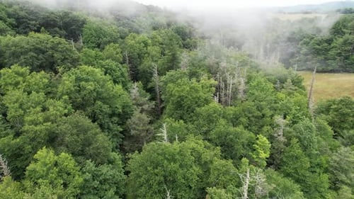 Fog rolls in over dead hemlock trees in appalachian and blue ridge mountains near boone nc, boone no