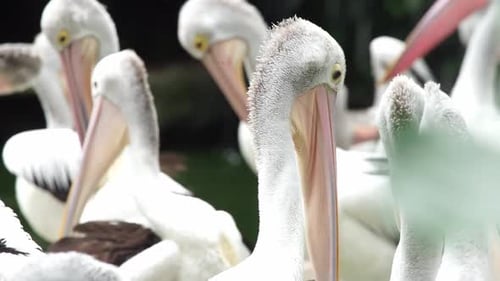 A Flock of Pelicans Grooming and Preening Their Feathers in a Serene Pond