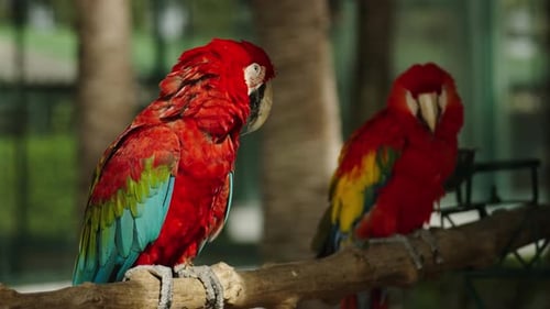 zwei scharlachrote Aras (Ara macao), roter Papagei auf einem Holzast