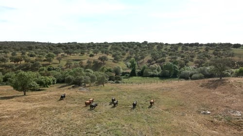 4K Drone Footage Of A Cattle Of Bulls Running On A Field